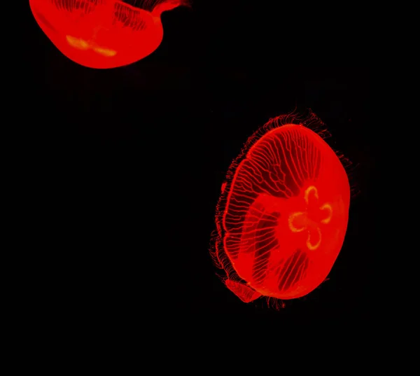 Sea Moon jellyfish red swimming marine life underwater ocean on