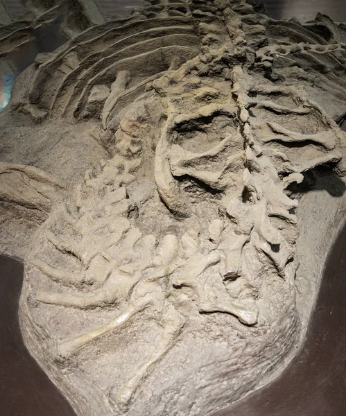 Gerçek dinozor fosil kemik çamur haline bir kaya