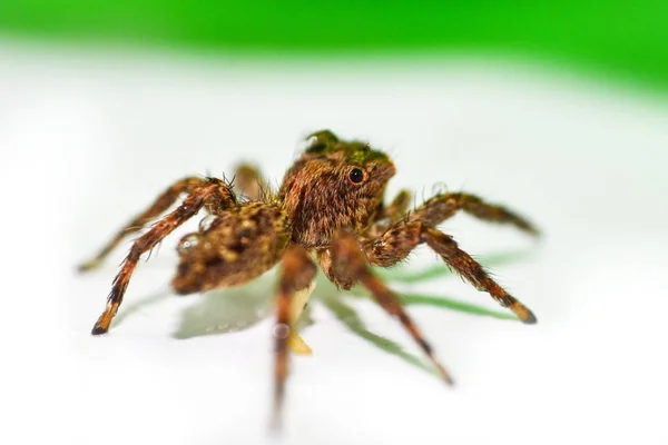 Close up brown jumping spider on nature green leaf background — Stock Image Close up brown jumping spider on nature green leaf background Royalty Free Stock Photos