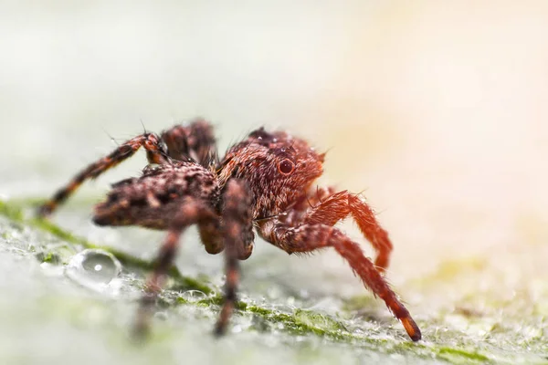 Close up brown jumping spider on nature green leaf background — Stock Image Close up brown jumping spider on nature green leaf background Royalty Free Stock Images