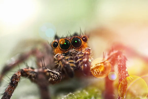 Close up brown jumping spider on nature green leaf background — Stock Image Close up brown jumping spider on nature green leaf background Stock Picture
