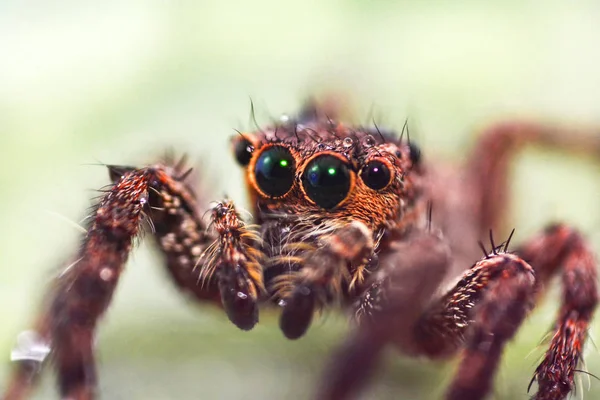 Close up brown jumping spider on nature green leaf background — Stock Image Close up brown jumping spider on nature green leaf background Stock Photo