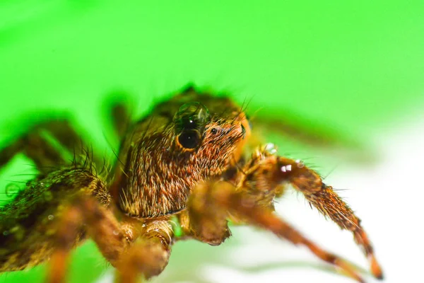 Close up brown jumping spider on nature green leaf background — Stock Image Close up brown jumping spider on nature green leaf background Stock Photo