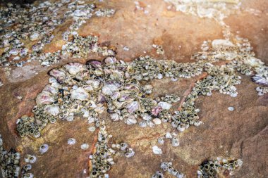 Kaya kaya midyeleri kuru kabuklu deniz ürünleri ölü olarak okyanus plaj / barnac