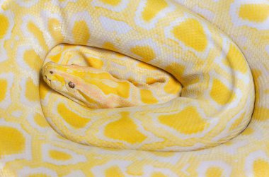 Altın python sarı yılan yalancı doku arka plan / Albino Bur
