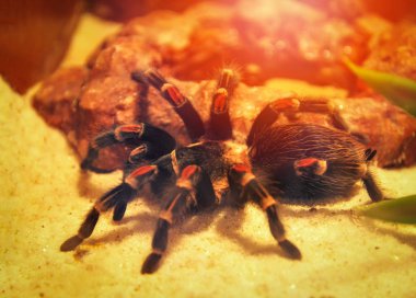 büyük örümcek tarantula gizlemek rock / Meksika redknee tarantul