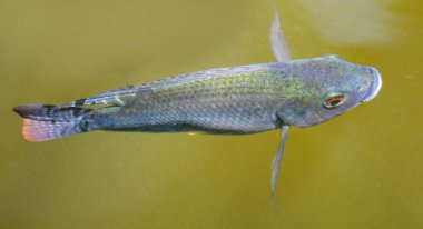 Tilapia balık yüzeyi su nehirde Yüzme natu içinde yaşamak