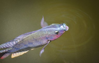 Tilapia balık yüzeyi su nehirde Yüzme natu içinde yaşamak