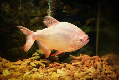 Albino balık / pacu cachama beyaz pacu balık Tambaqui - dev 