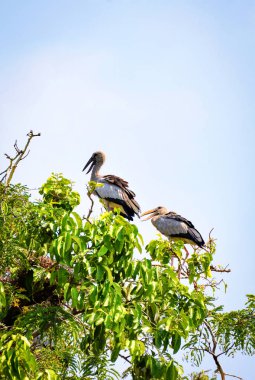 Ulusal parkta ağaç üzerinde büyük ahşap leylek kuş / Openbill st