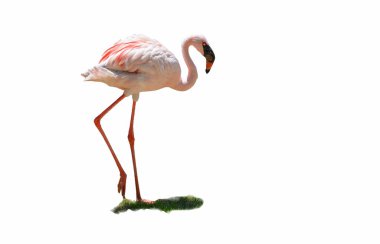 beyaz mavi büyük Flamingo uzun siyah yürüyüş siyah