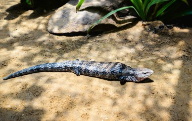 Yerde yatan mavi dilli skink / Tiliqua scincoides
