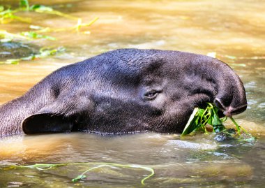 Yaban hayatı kutsal suya Malaya tapiri yeme beslenirler