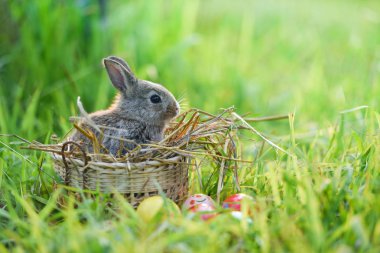 Yeşil çim alan bahar çayır Paskalya tavşan ve Paskalya yumurtası