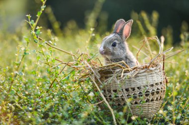 Sevimli tavşan yürüyüş doğa yeşil çayır