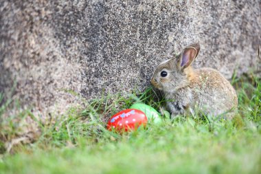 Paskalya tavşanı ve Paskalya yumurtaları yeşil çim açık üzerinde