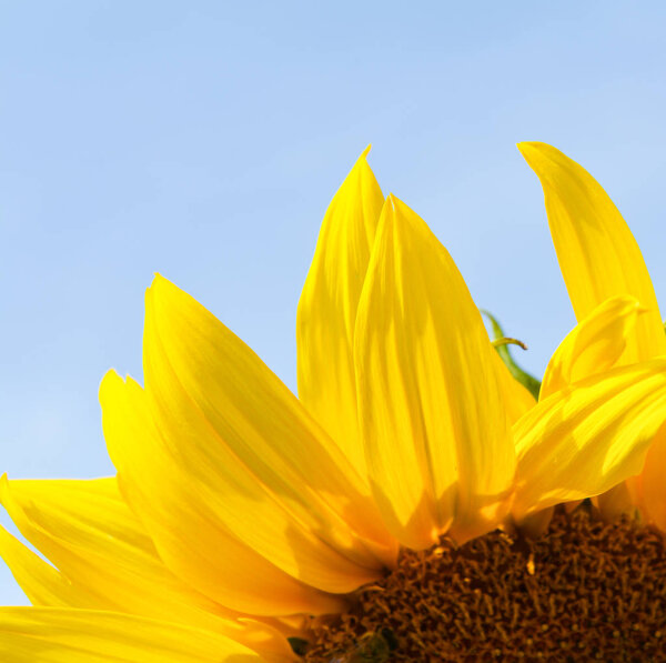 Close up yellow sunflower blossom in spring summer garden and bl