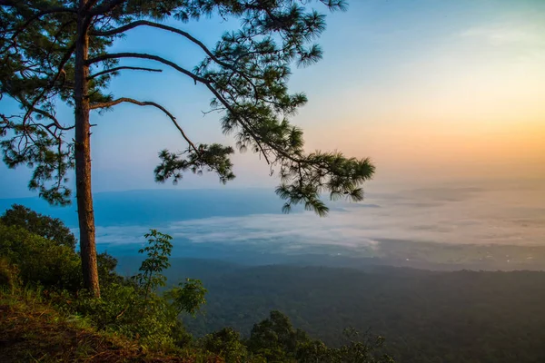 Tepe Dağ cliff View manzara ve çam ağacı ile sis MIS — Stok fotoğraf