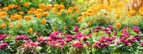 Banner Blume bunt des frischen Frühlings Garten mit Hahnenkamm flo — Stockfoto