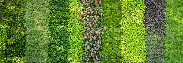 Eco green plant background