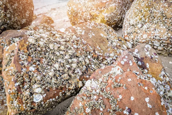 Seepocken auf Felsen Trockene Muscheln tot am Meeresstrand / Barnac — Stockfoto