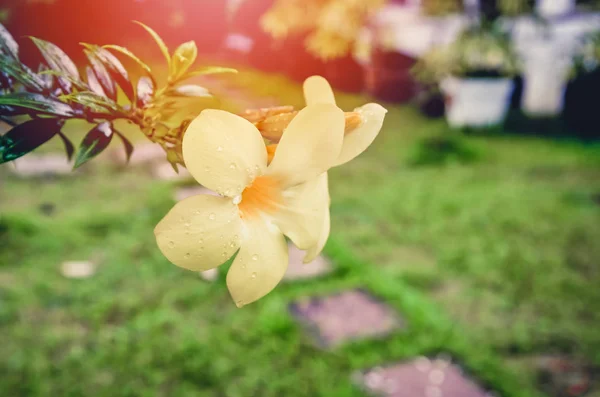 Vintage colore giallo allamanda fiore su albero in giardino con — Foto Stock