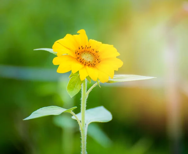Fermer fleur de tournesol jaune dans le champ de tournesol printemps — Photo