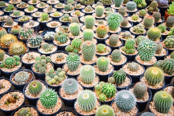 Beautiful cactus in pot various types mix of collection set deco — Stock Photo, Image