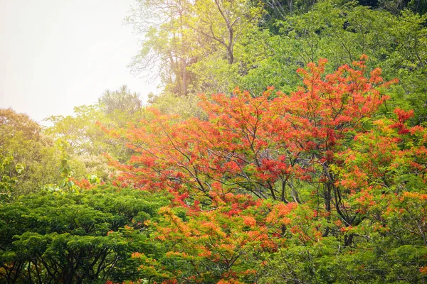 Automne changement de couleur des arbres feuille orange et rouge — Photo