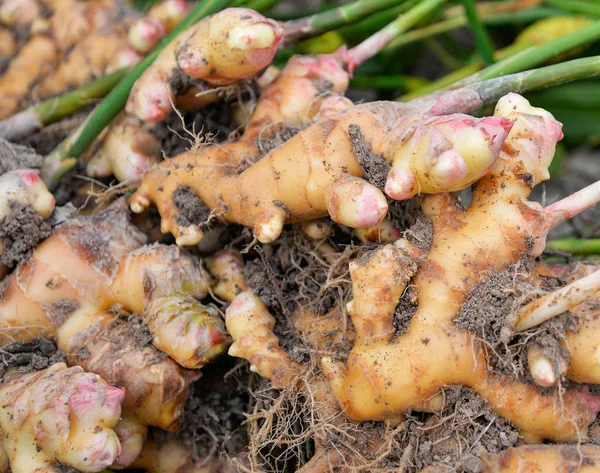 Färsk ingefära plantera gård / skörda ingefära rot på fältet jordbruksenheter — Stockfoto