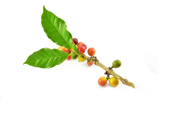 Granos de café verde rojo fresco y hoja verde en rama aislada o — Foto de Stock