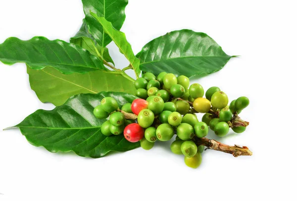 Čerstvé červené zelené kávové boby a zelený list na izolované o větev — Stock fotografie