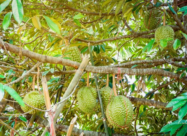 Fruta tropical fresca del durian que crece en planta del árbol del durian en el — Foto de Stock