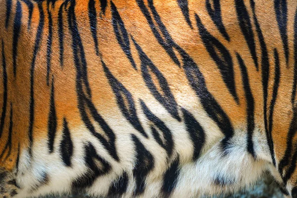 Tigermuster / schöne echte bengale Tigertextur Haut schwarz o — Stockfoto