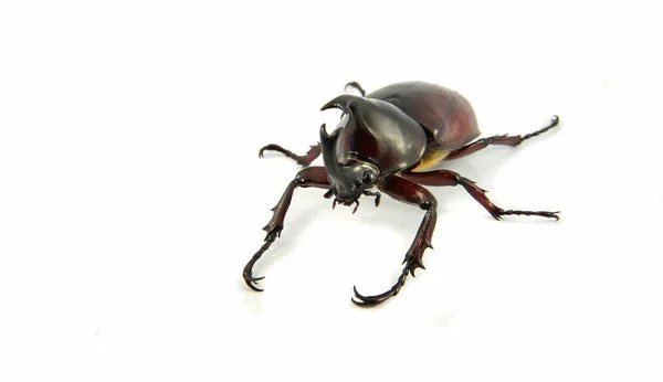 Rhinoceros Beetle isolated on white / Dynastinae beetle — Stock Photo, Image