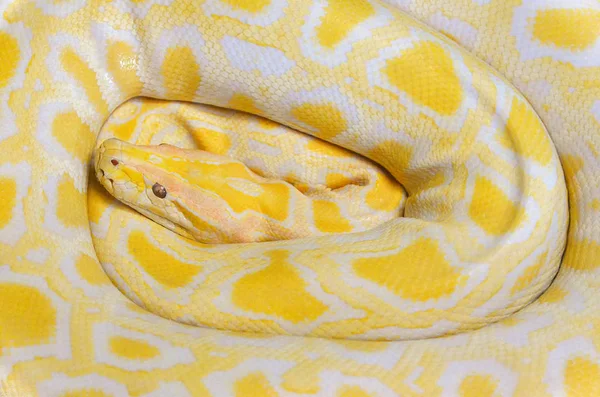 Золотой питон желтого цвета на фоне лежащей фактуры / Albino Bur — стоковое фото