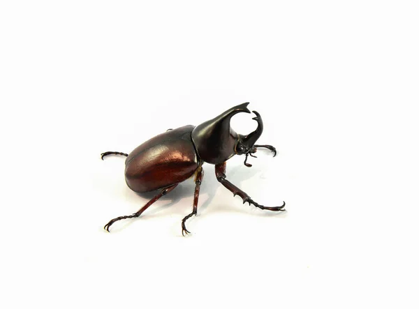 Rhinoceros Beetle isolated on white / Dynastinae beetle — Stock Photo, Image
