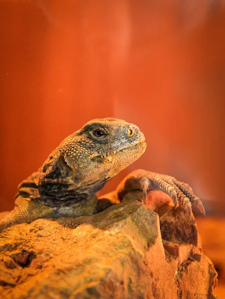 Lagartos de cola espinosa / Uromastyx género espinoso agamida asiática — Foto de Stock