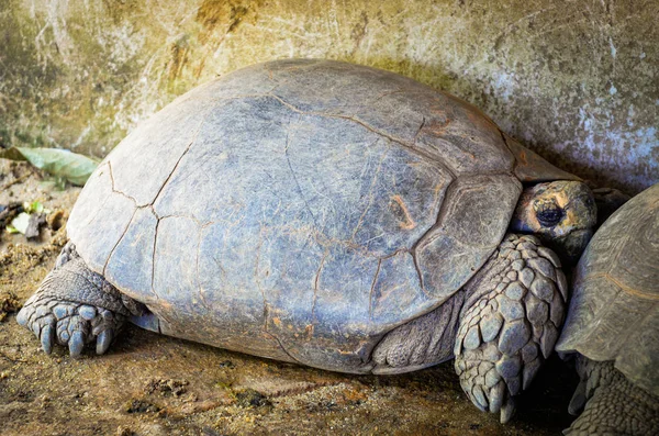 Tortuga tendida en el suelo en el santuario de vida silvestre en i tropical — Foto de Stock