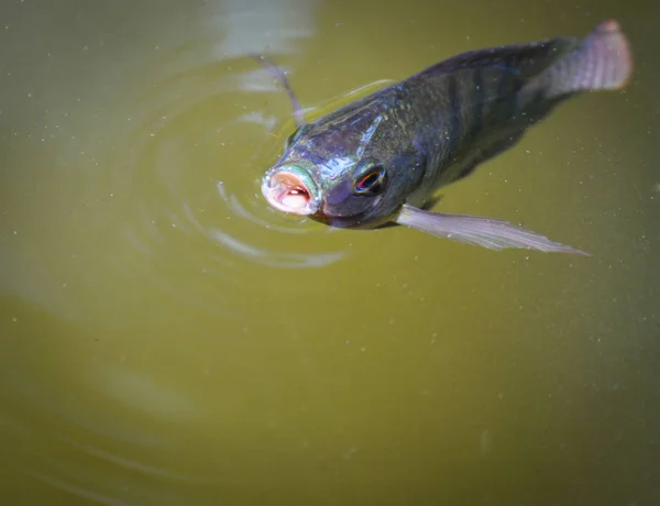 Peixes de tilápia nadando na superfície do rio de água vivem in natu — Fotografia de Stock