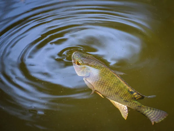 Tilapia vissen zwemmen op oppervlak in de rivier water leven in natu — Stockfoto