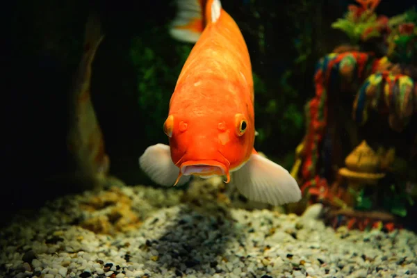 Peixes de carpa comum laranja nadando aquário subaquático / peixes koi — Fotografia de Stock