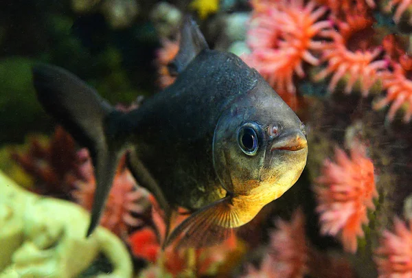 Poisson pacu à nageoires noires Cachama ou pacu noir tambaqui - Colossoma ma — Photo