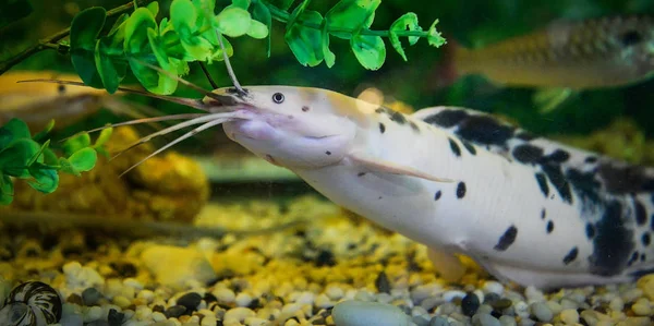 Albino bagre manchado nadando acuario bajo el agua — Foto de Stock