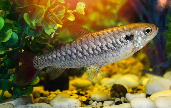 Contos de peixe de cauda vermelha ou rosa / peixes raros na família minnow — Fotografia de Stock