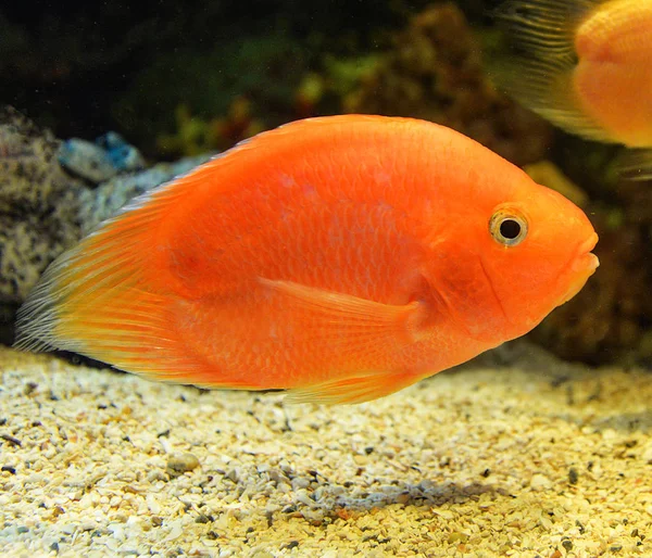 Papagaio de sangue de peixe ciclídeo laranja / peixe Cichlid Africano nadando — Fotografia de Stock