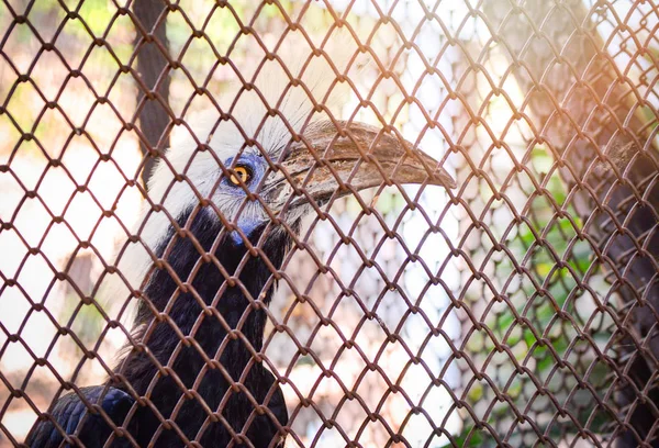 Branco coroado pássaro Hornbill sentado no ramo da árvore no jardim zoológico gaiola i — Fotografia de Stock