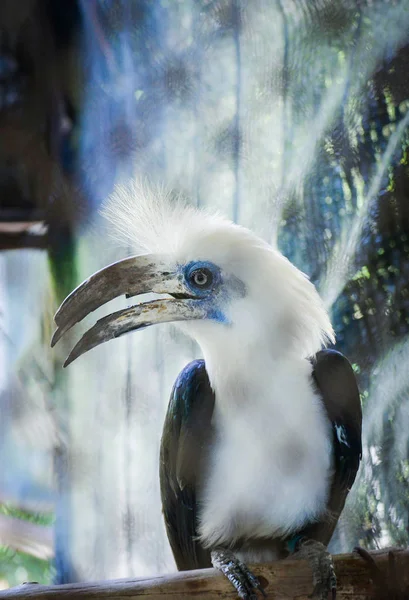 Pájaro coronado blanco Hornbill sentado en la rama del árbol en la jaula zoológico i —  Fotos de Stock