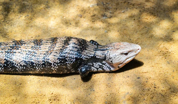 Niebieski nadrzewny piórem, leżące na ziemi / Tiliqua scincoides — Zdjęcie stockowe