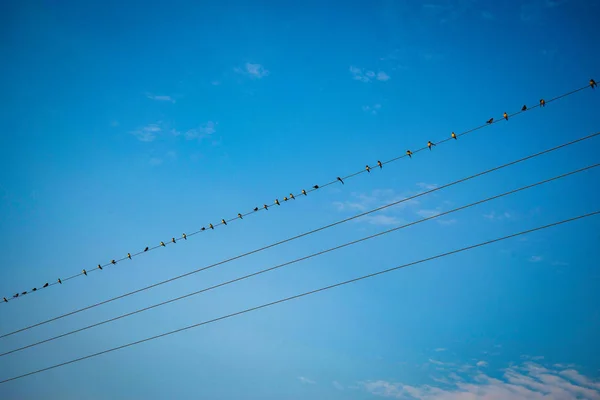 Pájaros sobre alambres en brillante día azul cielo fondo — Foto de Stock